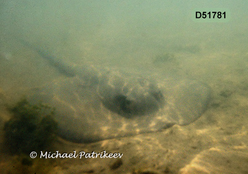 Caribbean Whiptail Stingray (Styracura schmardae)